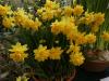 NARCISSUS TETE BOUCLE